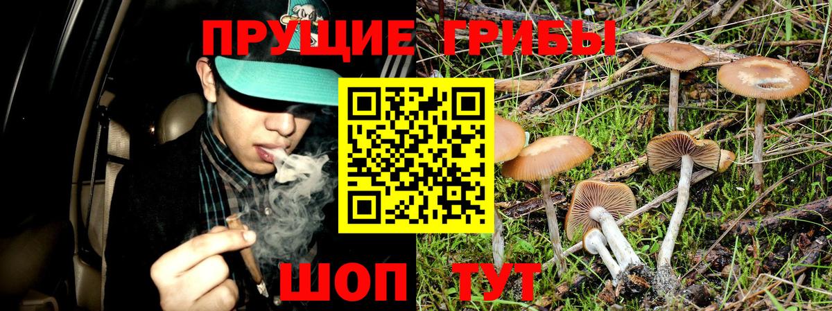 Галлюциногенные грибы Psilocybine cubensis Биробиджан