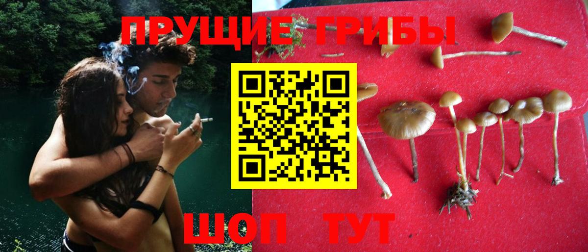 Псилоцибиновые грибы Cubensis  Вход с VPN  Биробиджан 